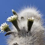 ATACAMA-WÜSTE & SALAR DE UYUNI