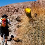 TREKKING IN SAN PEDRO DE ATACAMA