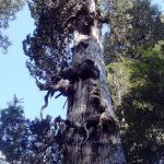 WANDERN IM HERZEN PATAGONIENS