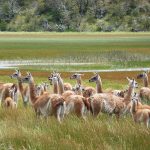 WANDERN IM HERZEN PATAGONIENS